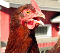 Вельскую птицефабрику могут восстановить к 2017 году