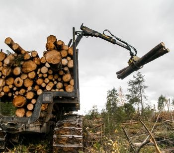 В Лесной кодекс РФ внесены важные для малого и среднего бизнеса поправки